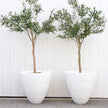 Classic White Round Planter, Set of 2 (Trade)